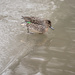 Green-winged Teal Duck! by fayefaye