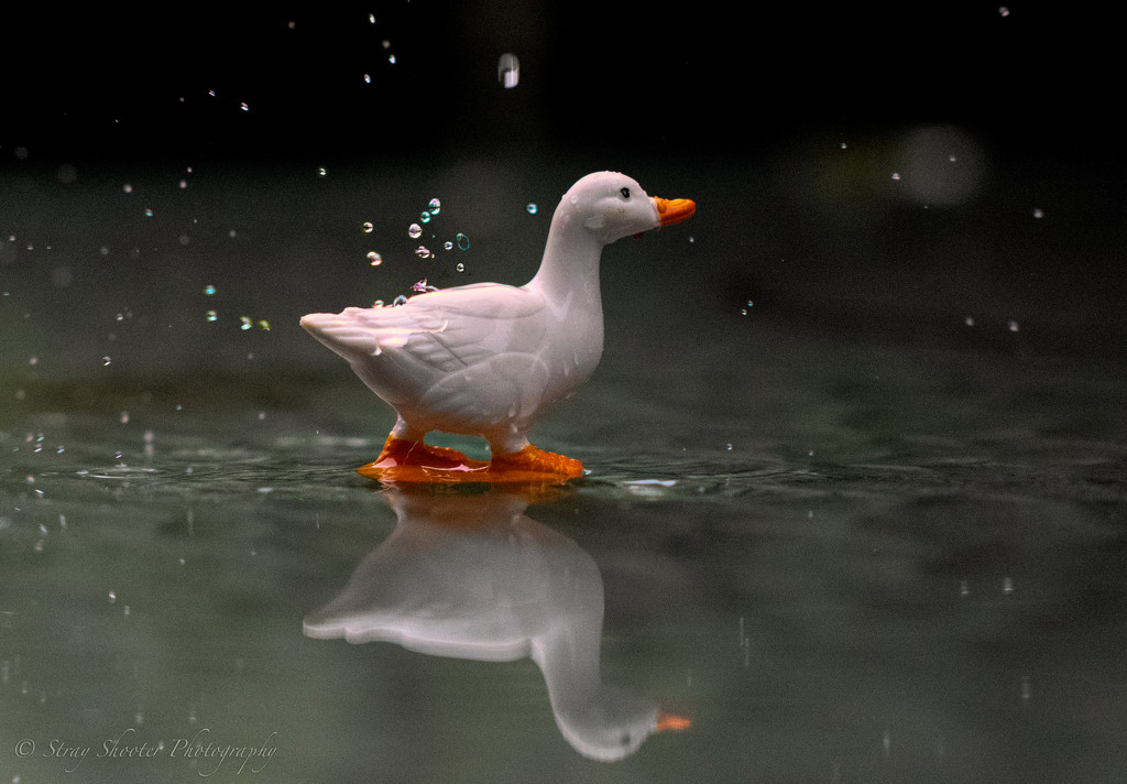 Like Water Off a Duck's Back by stray_shooter