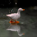 Like Water Off a Duck's Back by stray_shooter