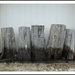 Five stumps all in a row by mcsiegle
