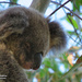summer dreams by koalagardens