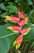 18th Jan 2019 - Heliconia Rostrata (Lobster Claw) 
