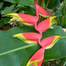 Heliconia Rostrata (Lobster Claw)  by onewing