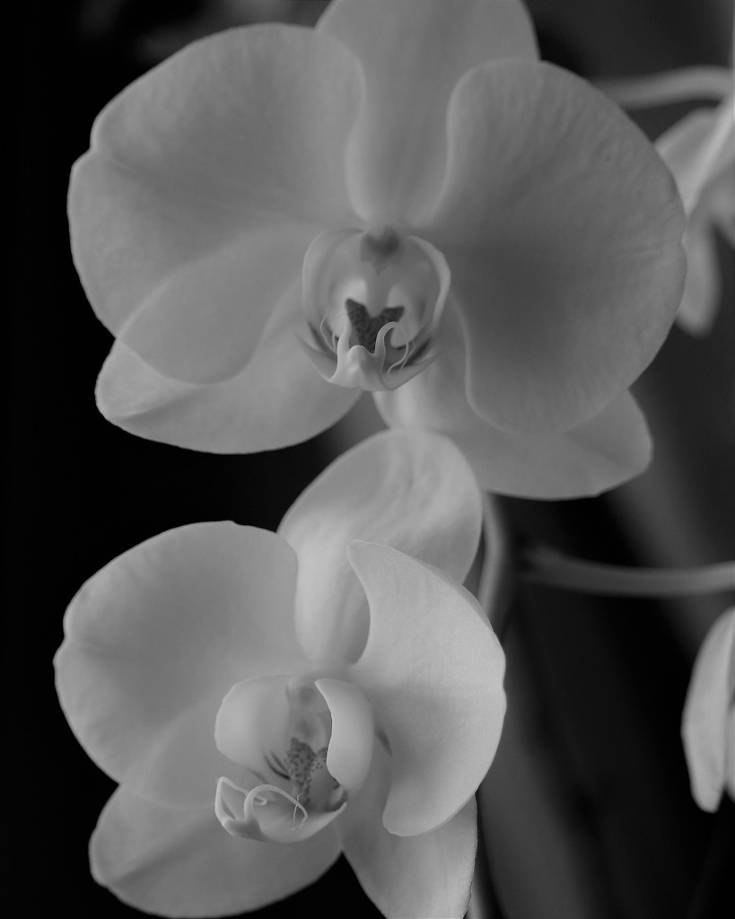 January 17: Orchid by daisymiller