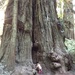 Redwood National Park by pandorasecho