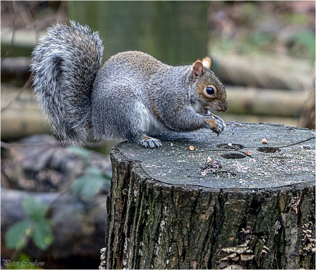 Grey Squirrel  by pcoulson