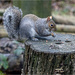Grey Squirrel  by pcoulson