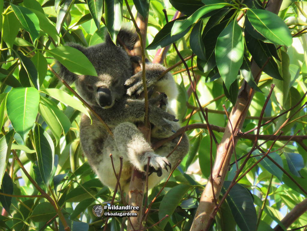 meet summer by koalagardens