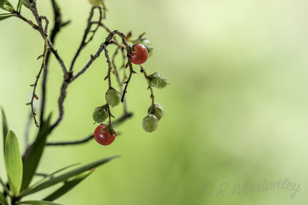 Tiny Berries by kipper1951