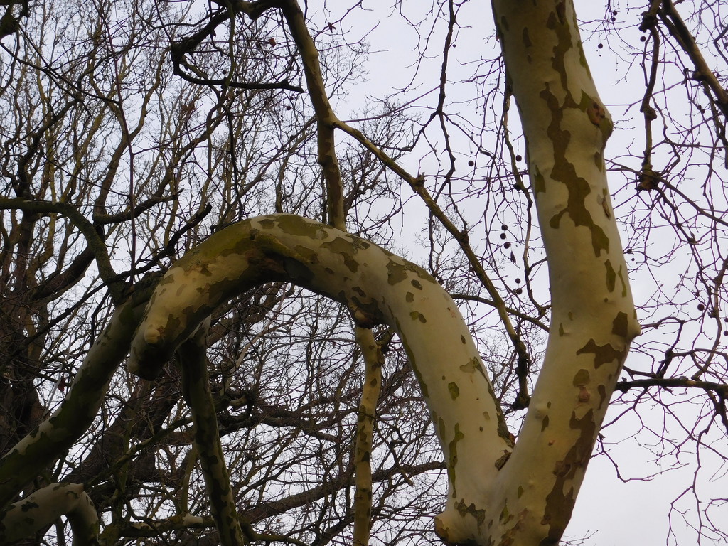  Interesting branches by 365anne