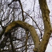  Interesting branches by 365anne