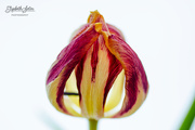 18th Jan 2019 - Withered tulip