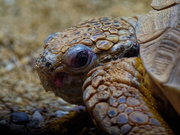 18th Jan 2019 - tortoise head