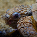 tortoise head by rminer