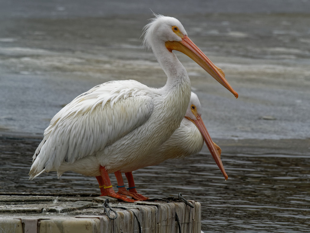 pelicans  by rminer