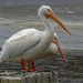 pelicans  by rminer