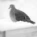 The Beautiful Dove! by fayefaye