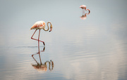 18th Jan 2019 - Two Flamingoes Study their Reflections