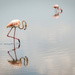 Two Flamingoes Study their Reflections by taffy