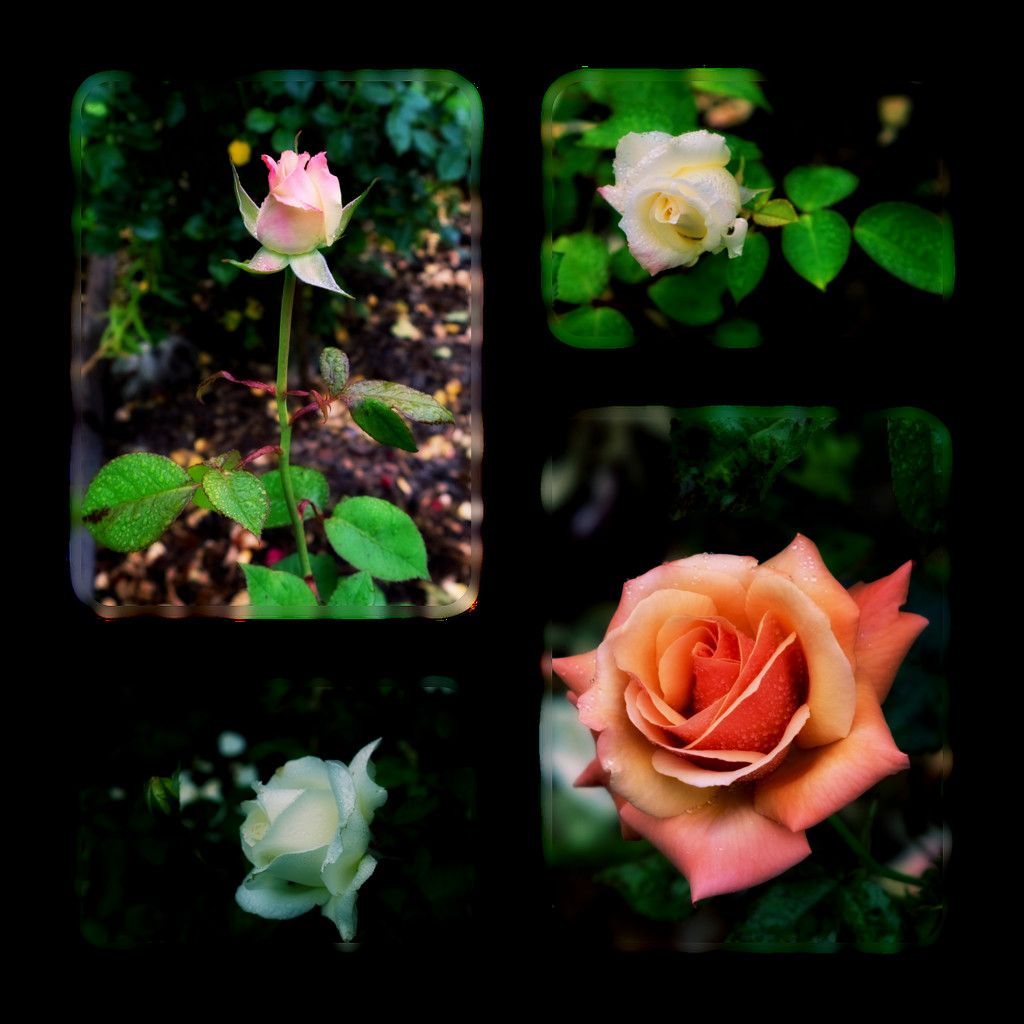 Some roses... by maggiemae