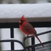 Cardinal by essiesue