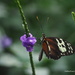 Butterfly 2 by selkie