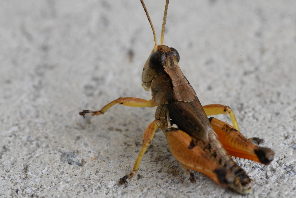 Adult Wingless Grasshopper (Phaulacridium vittatum) by kgolab