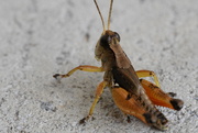 19th Jan 2019 - Adult Wingless Grasshopper (Phaulacridium vittatum)