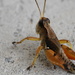 Adult Wingless Grasshopper (Phaulacridium vittatum) by kgolab