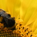 A Bumble Bee working the sunflower by kgolab