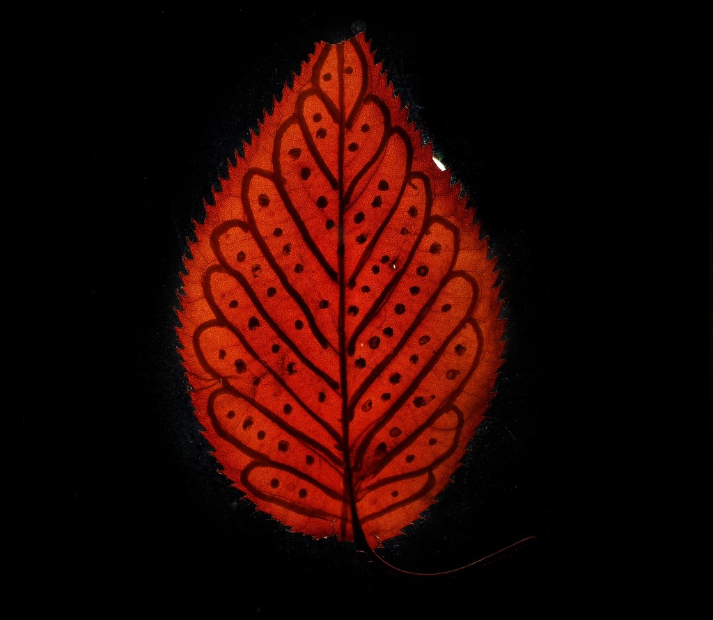 Leaf by ramr