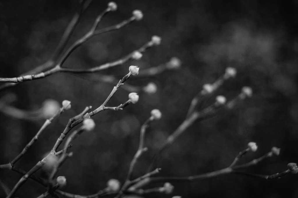 Winter Buds by tina_mac