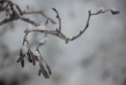 19th Jan 2019 - Frozen Flora
