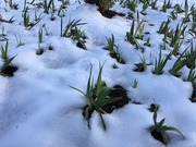 15th Jan 2019 - our school irises look cold