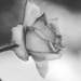 smokey rose by ulla