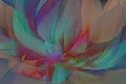 19th Jan 2019 - Tulip abstracted.............