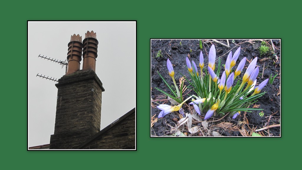Chimney pots and crocuses. by grace55