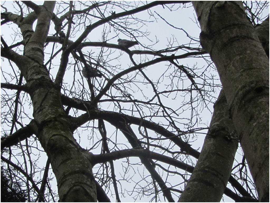 Two pigeons in an Ash tree. by grace55