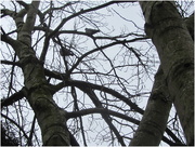 18th Jan 2019 - Two pigeons in an Ash tree.