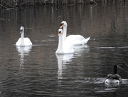 15th Jan 2019 - Swans and Goose 