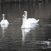 Swans and Goose  by oldjosh