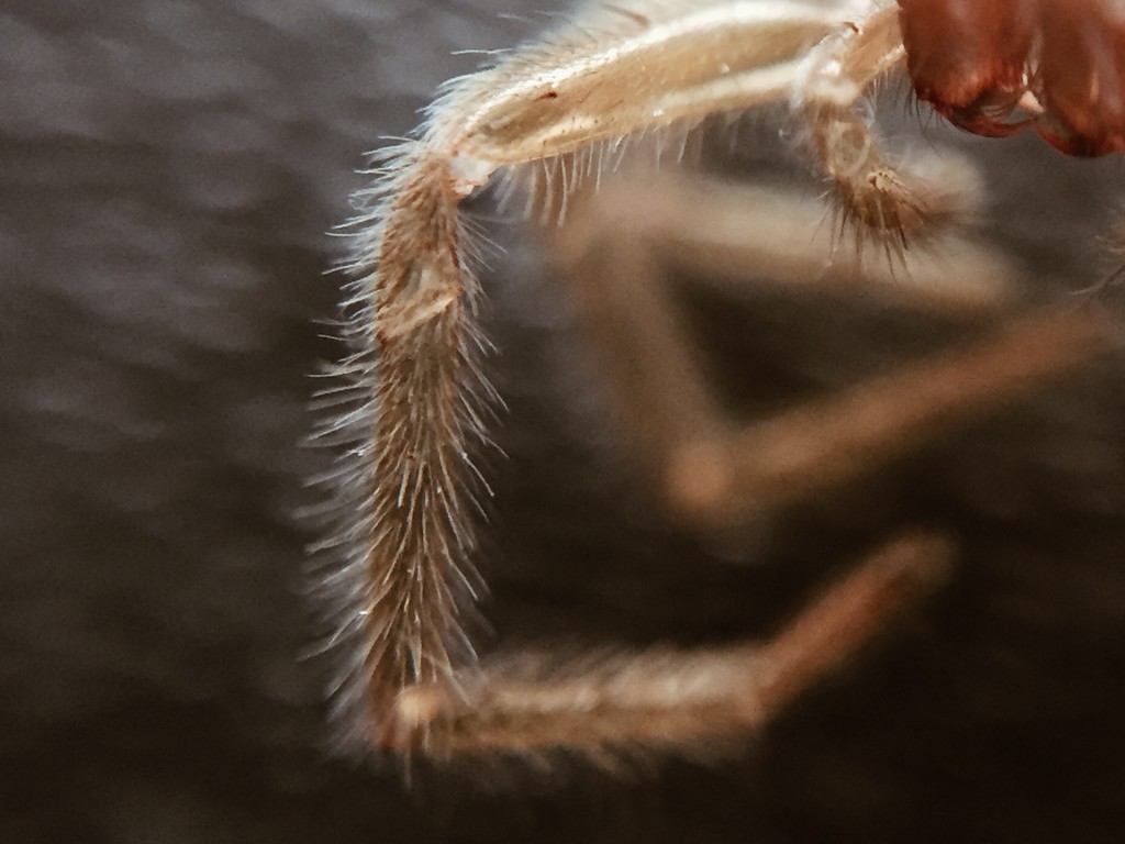 Spider Skin by imnorman