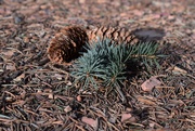 18th Jan 2019 - Spruce cones