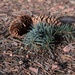 Spruce cones by sandlily