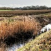  Walking to Trimley Marshes by judithdeacon