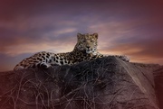 18th Jan 2019 - Leopard Cub