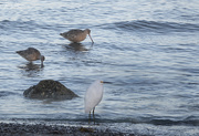19th Jan 2019 - Baja Shore Birds