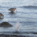 Baja Shore Birds by jgpittenger