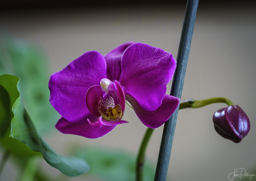 How To Get an Orchid to Bloom by jgpittenger