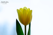 19th Jan 2019 - Yellow tulip
